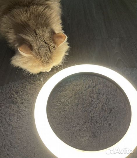 Новая кольцевая лампа