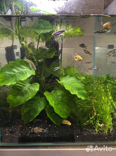 Креветки Вишня