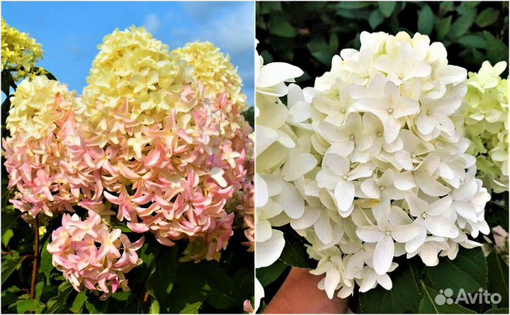 Гортензия Скайфолл