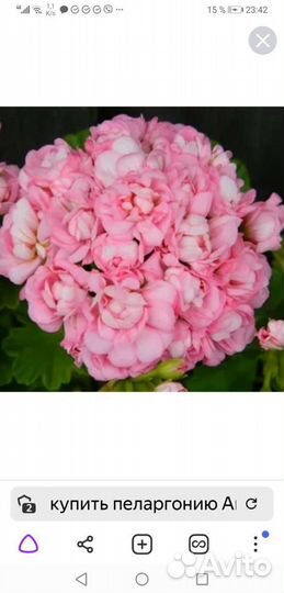 Продам черенки сортовых пеларгоний