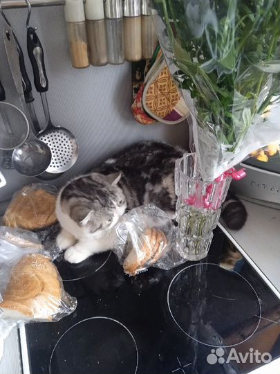 Экзот жених