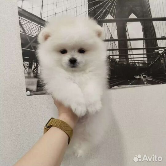 Померанский шпиц мини микро