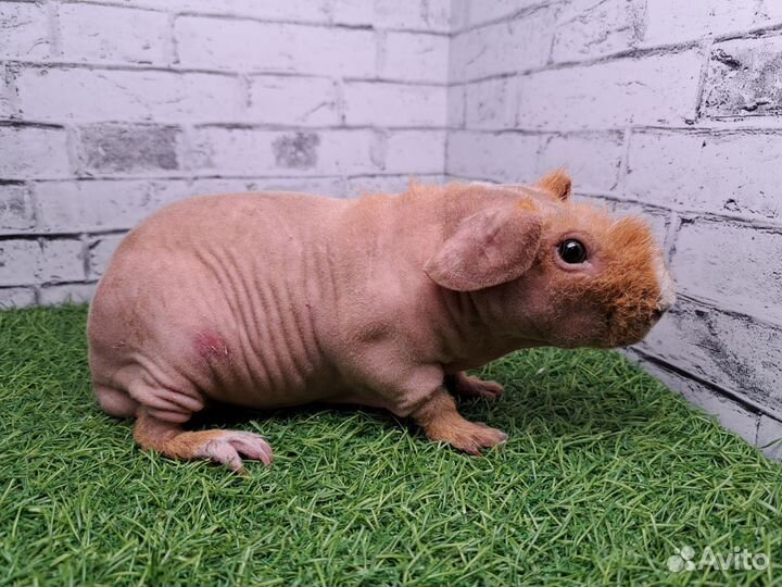 Золото-белый мальчик