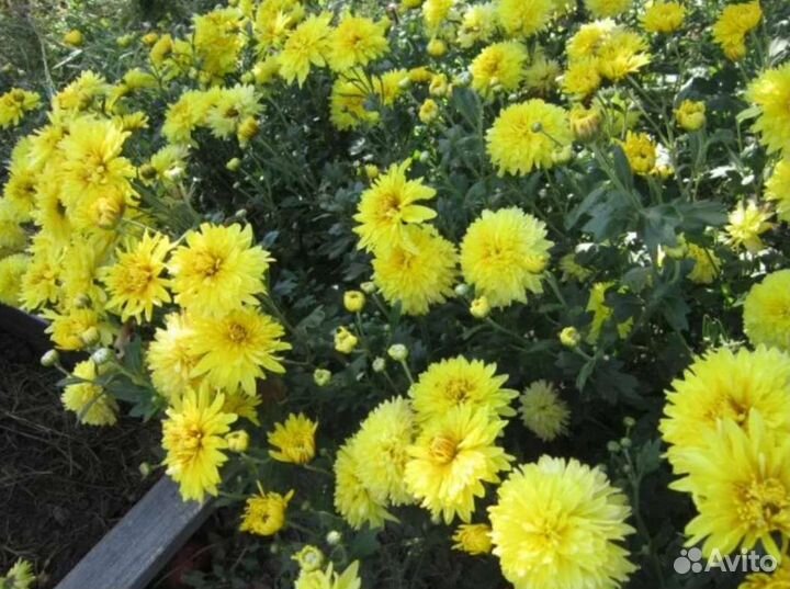 Хризантемы