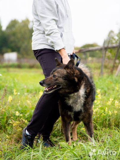 Собака в добрые руки отдам бесплатно