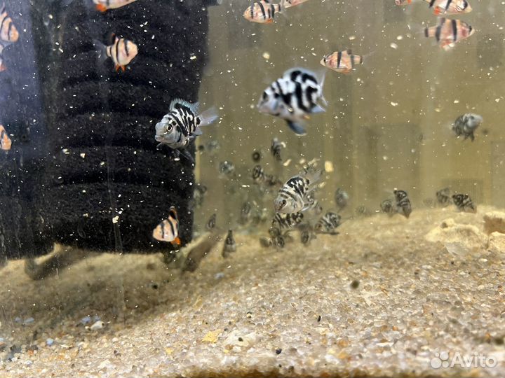 Рыбки аквариумные