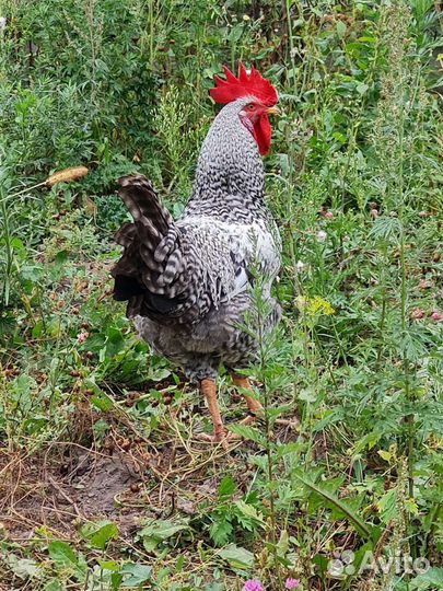 Молодые Петушки