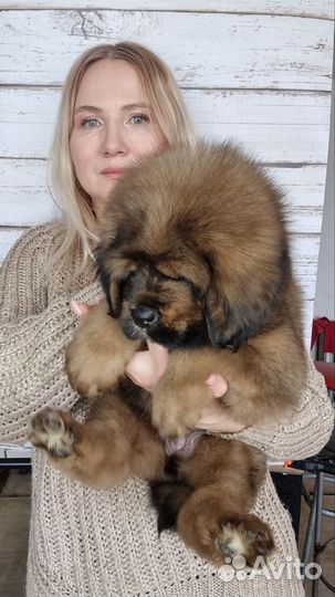Тибетский мастиф