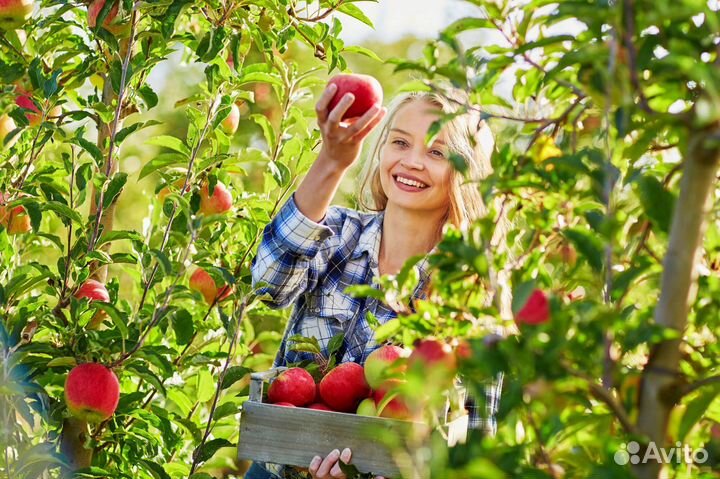 Сбор Яблок в Воронежской области