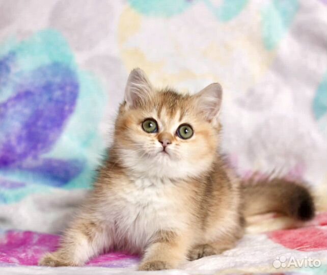 Золотые и серебристые котята