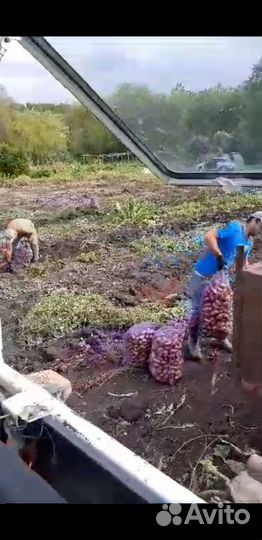 Продам картофель