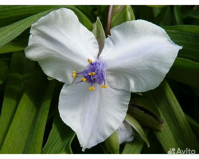 Традесканция Андерсона Osprey