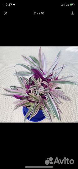 Эпипремнум,Сингониум,традесканция