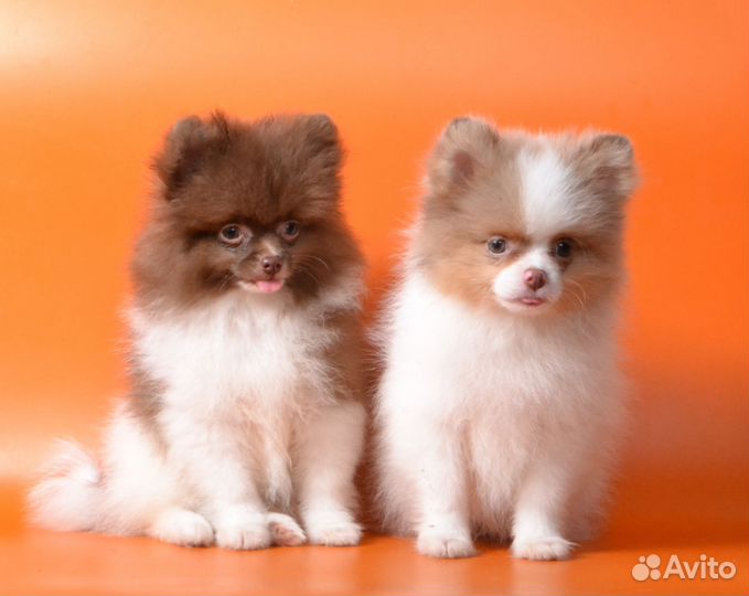 Мальчики шпицы)