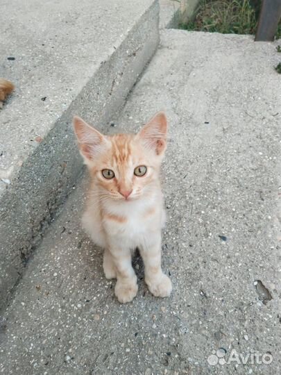 Отдам котиков