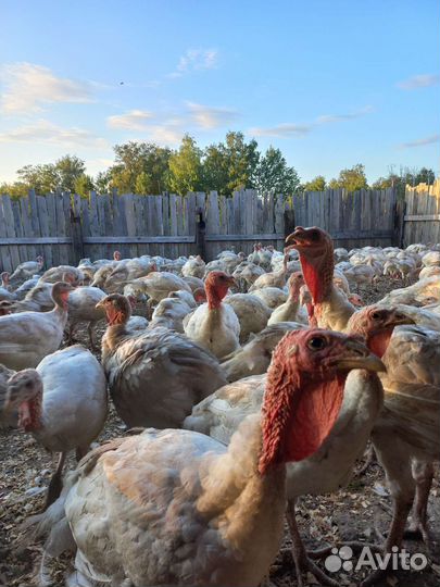 Индюки биг 6