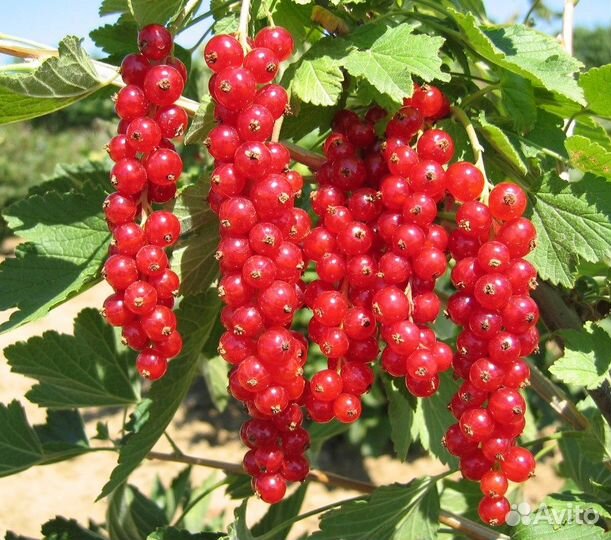 Саженцы смородины