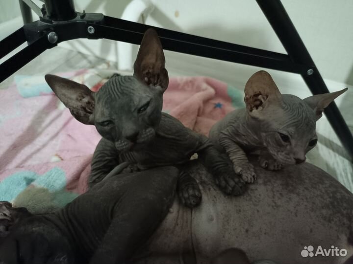 Кошка Сфинкс