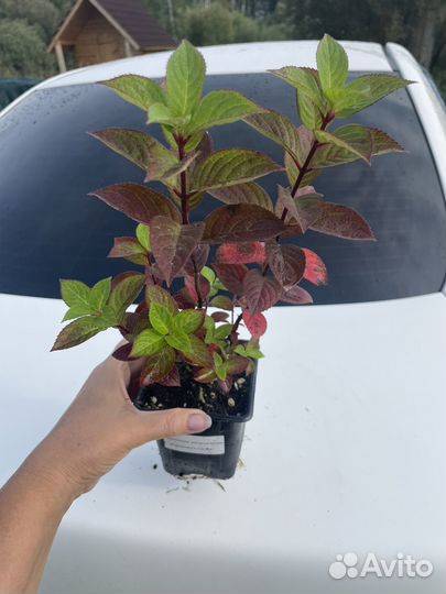 Гортензия Самарская Лидия