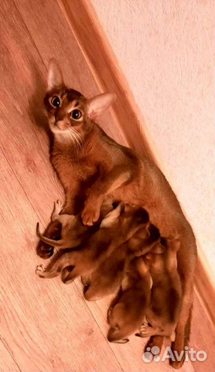 Абиссинская