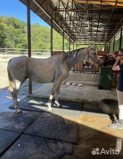 Постой лошадей