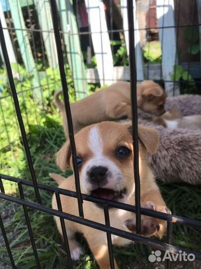 Щенки чихуахуа