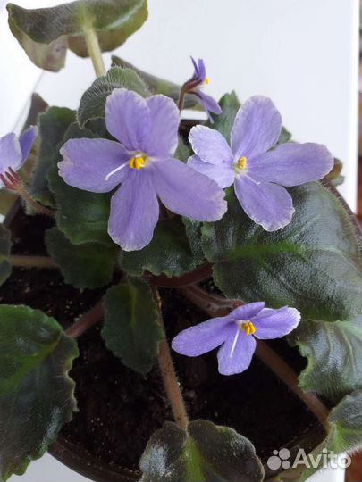 Фиалка в горшке
