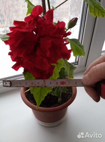 Гибискус махровая китайская роза