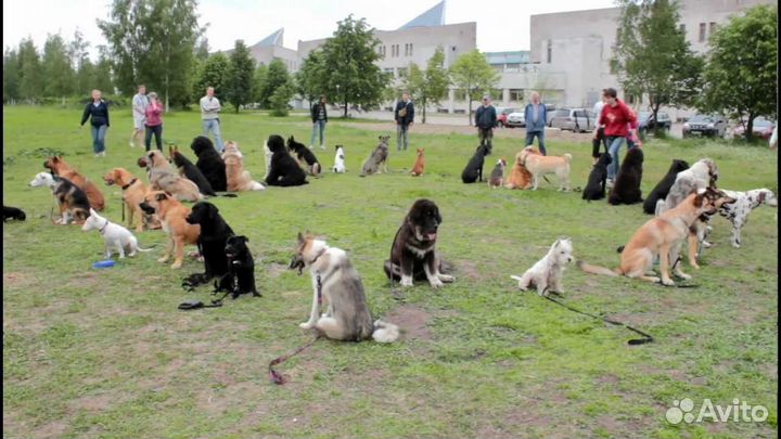 Дрессировка собак. Зоопсихолог