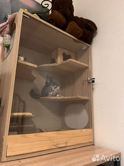 Шиншилла с витринной