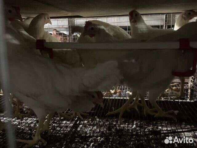 Куры молодка несушка 150 дней