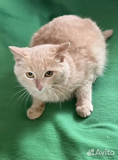 Котенок персиковый британец