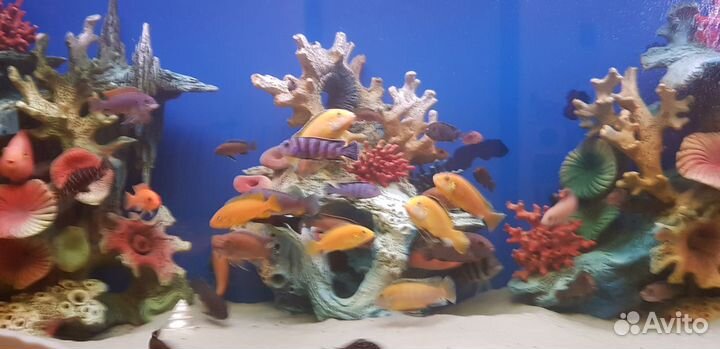Аквариумные рыбки