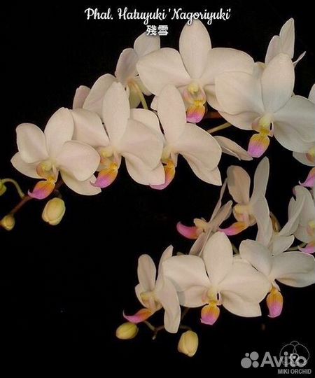 Сортовые орхидеи