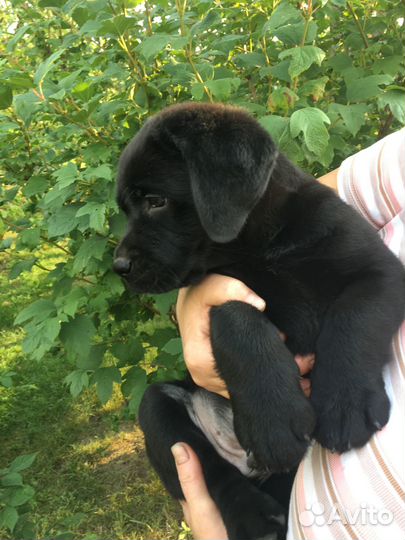 Щенки лабрадора