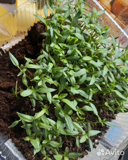 Рассада перца