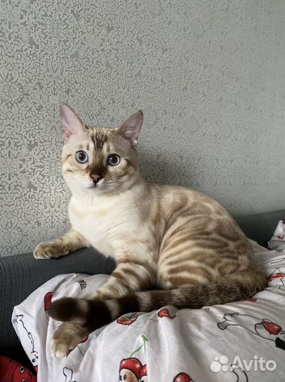 Бенгальский кот вязка