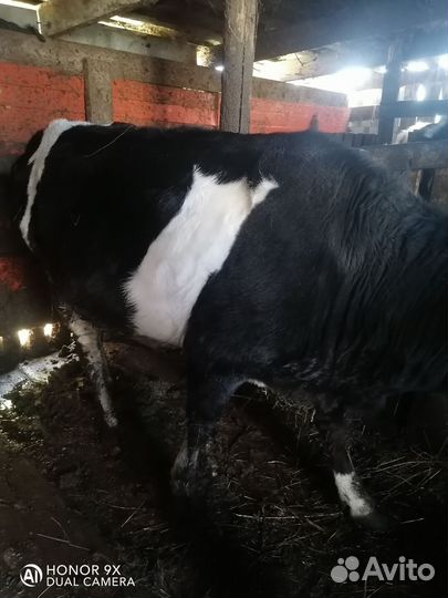 Тёлки домашние