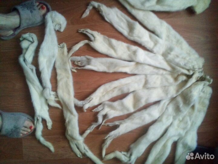 Норка белая