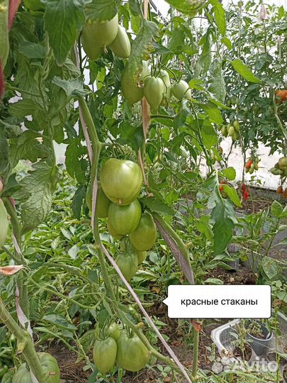 Семена помидор