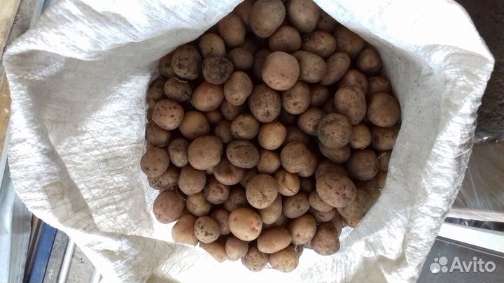 Картофель мелкий