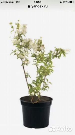 Жасмин садовый, высота саженца 0,8м