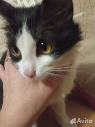 Котята черно белые