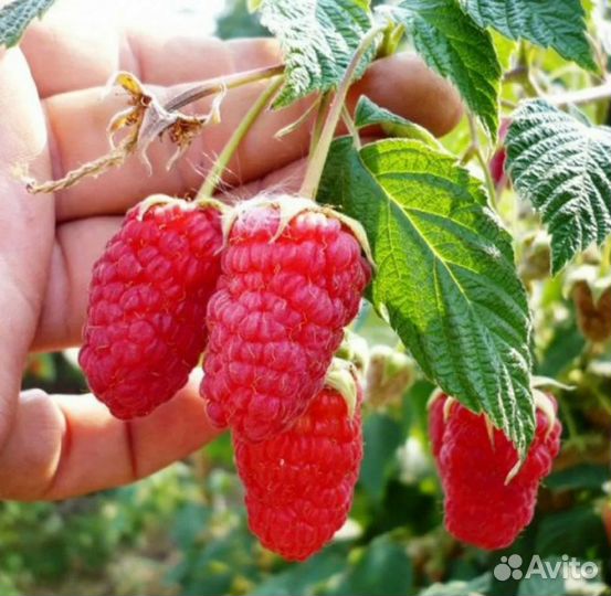 Кусты Малины ремонтантной