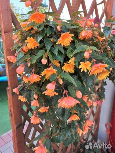 Гортензия куст, черенки колеусов, калибрахуа, и др