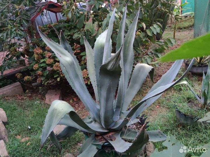 Агава голубая