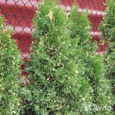 Туя Вариегата