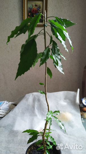 Гибискус изменчивый,Bold and Sassy,Sunrise и др