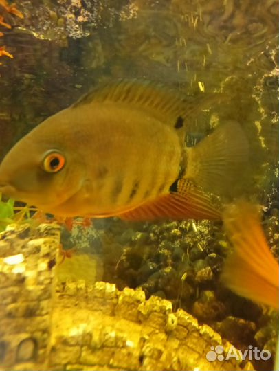 Цихлазома северум