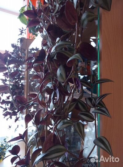 Традесканция Зебрина